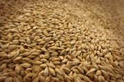 Зерно пшеницы мягкой 3 класс (зерновая)